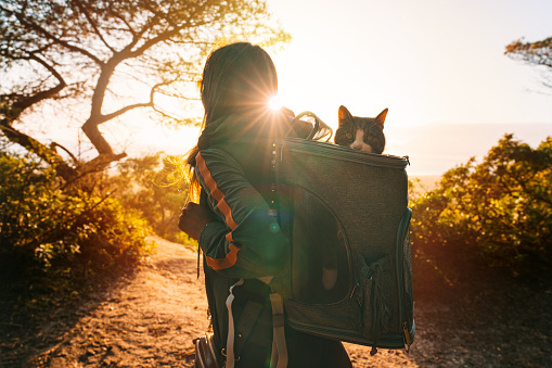Woman walking outdoors in nature with her lovely cat in backpack carrier at sunset. Funny cat looks out of the portable and foldable pet backpack or carrier bag. Travel with pets. High quality photo