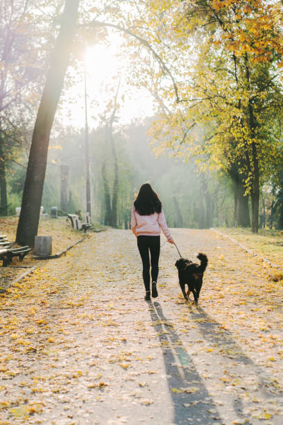 Woman walking with dog in park in autumn Young Caucasian woman  walking with dog in park in autumn early morning dog walk stock pictures, royalty-free photos & images
