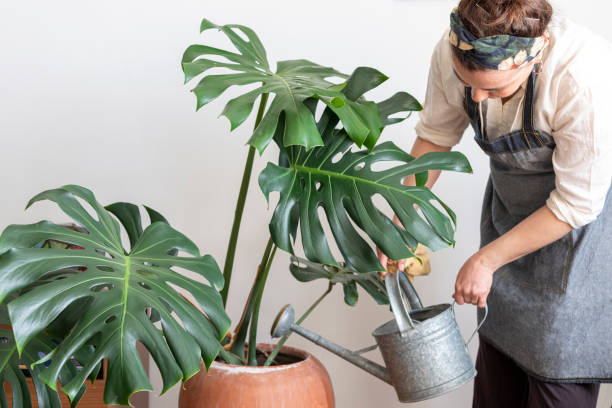 Woman watering flower Young happy brunette woman pouring water from watering can on potted plants in her home greenhouse, her little private garden. monstera stock pictures, royalty-free photos & images
