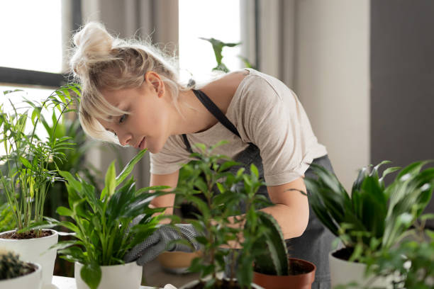 woman with a tropical plant Pretty woman grows tropical plants in her garden. Gardener in working outfit looking after different exotic flower and herb. vegetable garden stock pictures, royalty-free photos & images