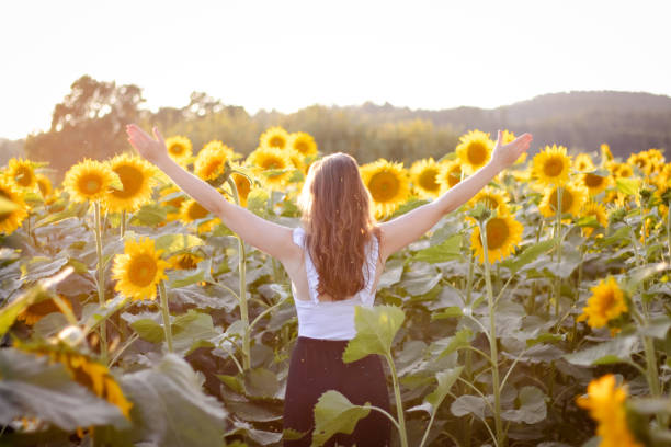 Woman with arms raised in the sunflower field in the sunset. stock photo