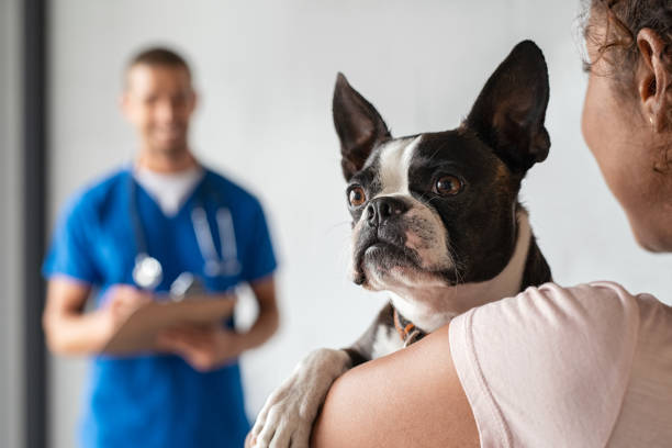 Woman with boston terrier dog at vet Closeup of cute boston terrier dog at clinic with owner. African woman carrying her pet at vet hospital. Girl holding puppy and visiting clinic for regular checkup. Pet care concept. veterinarian stock pictures, royalty-free photos & images