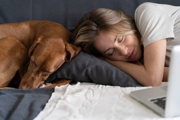 kvinna med sin underbara hund vizsla sova tillsammans på samma kudde på soffan hemma. - nap middle age woman bildbanksfoton och bilder