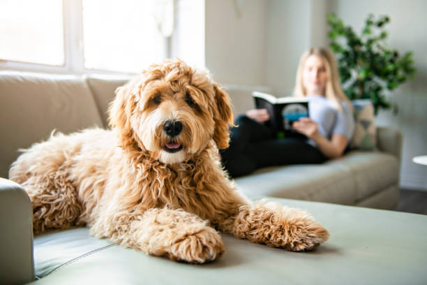 frau mit seinem golden labradoodle hund liest zu hause - pudelfrisuren stock-fotos und bilder