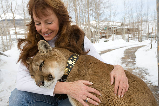 Woman with Mountain Lion Woman holding a full grown mountain lion  cougar woman stock pictures, royalty-free photos & images