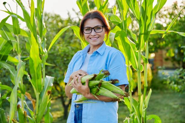 Woman with ripe corn cobs in her hands, looking at the camera, on farm stock photo