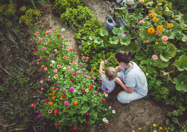 Woman With Son in a Home Grown Garden Woman With Son in a Home Grown Garden vegetable garden photos stock pictures, royalty-free photos & images