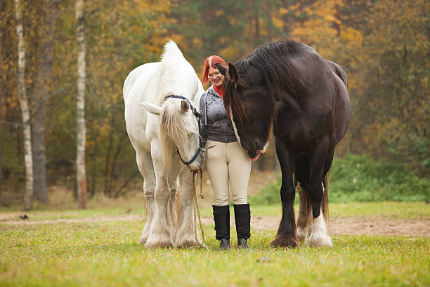 Woman with two horses Woman with two big black and white horses in pasture shire horse stock pictures, royalty-free photos & images