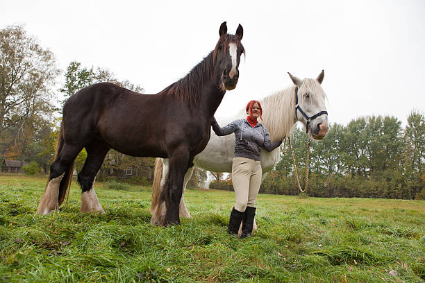 woman with two shire horses - shirehäst bildbanksfoton och bilder