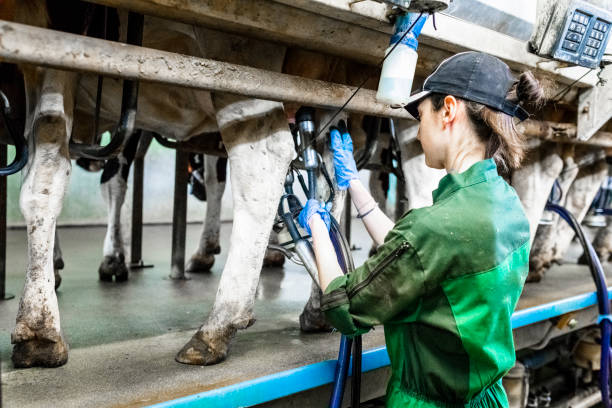Woman worker checking mobile app for milking machine stock photo