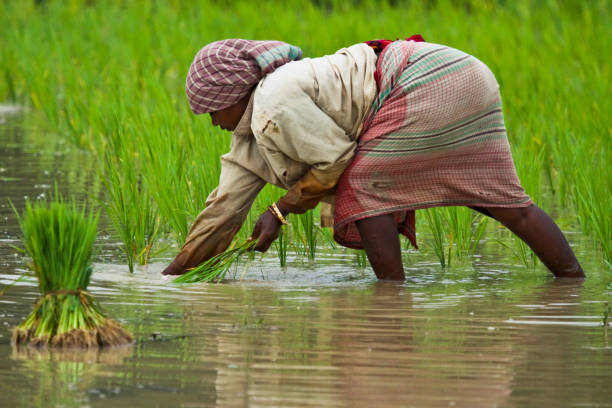 Image result for indian women working in field,nari