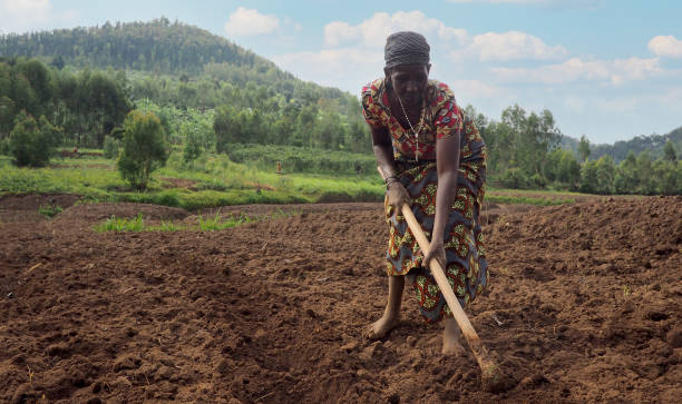 Woman working in the fields in small african village stock photo