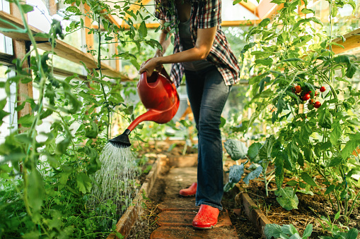 Watering vegetable garden in greenhouse at summer. Farmer giving care to the plants and she is using red watering can.