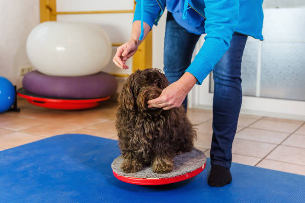 woman works with a Havanese on training devices stock photo