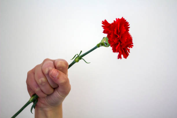 Woman's hand holding a red carnation with raised fist. Revolution concept stock photo