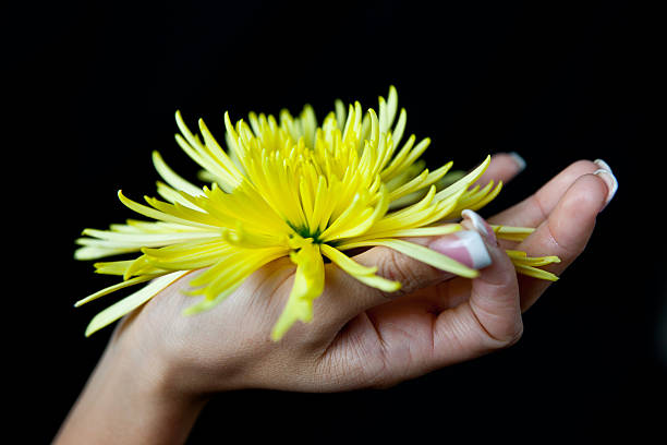 woman's hand holding a  yellow chrysanthemum stock photo