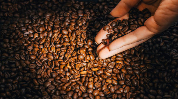 Woman's hand holds coffee beans in targeted lighting stock photo
