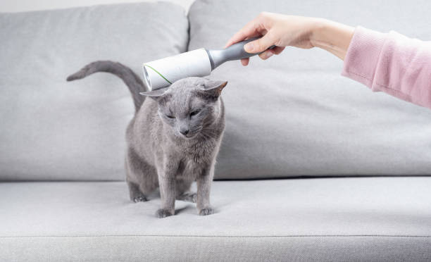 Woman's hand is cleaning Russian blue cat with a lint-roller on a grey sofa stock photo