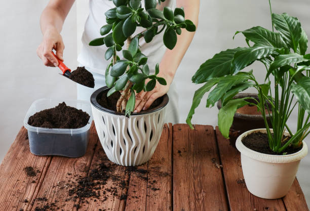 Woman's hands transplanting plant a into a new pot. Spathiphyllum, Crassula perfoliata. Woman's hands transplanting plant a into a new pot. Spathiphyllum, Crassula perfoliata , Floriculture concept. potting stock pictures, royalty-free photos & images