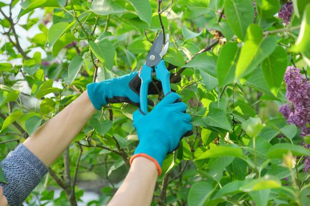 Womans hands with secateurs cutting off wilted flowers on lilac bush Spring seasonal gardening, womans hands with secateurs cutting off wilted flowers on lilac bush, hobby of young woman pruning shears stock pictures, royalty-free photos & images