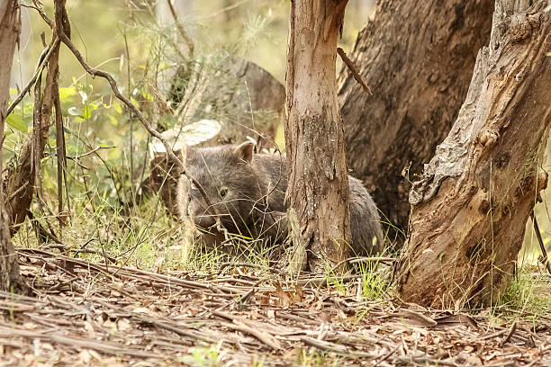 Wombat stock photo