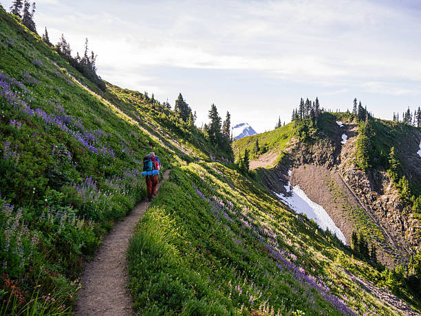 Women Backpacking on Exposed Hillside Women backpacking on exposed hillside trail olympic national park stock pictures, royalty-free photos & images