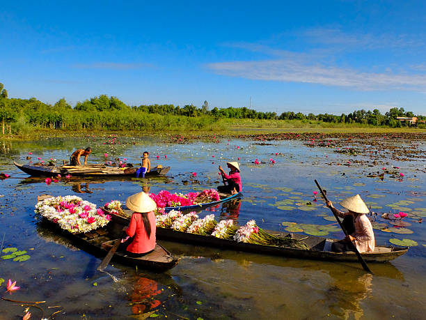 Women boating on lake to harvest water lilies stock photo