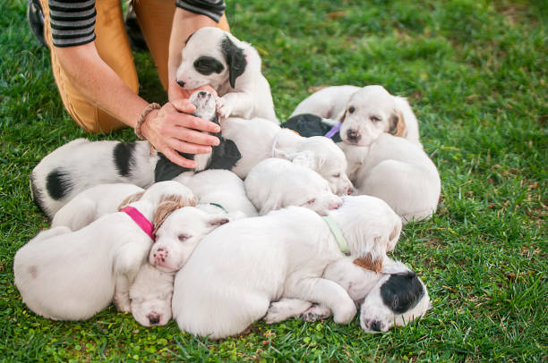 donne che si divertono con i suoi cuccioli dalmati - allevatore foto e immagini stock