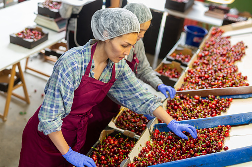 Group of female asian workers sorting cherry in warehouse