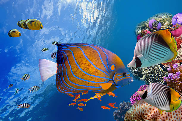 Wonderful and beautiful underwater world with corals stock photo