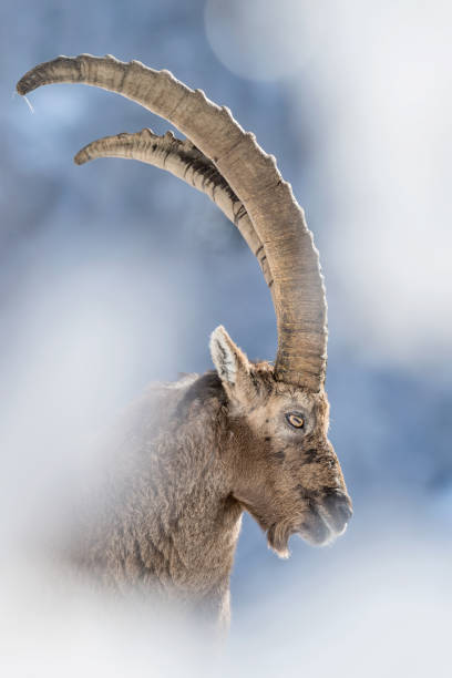 meraviglioso ritratto di stambecco alpino nella cornice di neve (stambecco capra) - stambecco foto e immagini stock