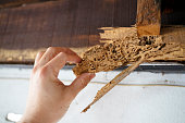 istock Wood after attack of termite. 1300681997