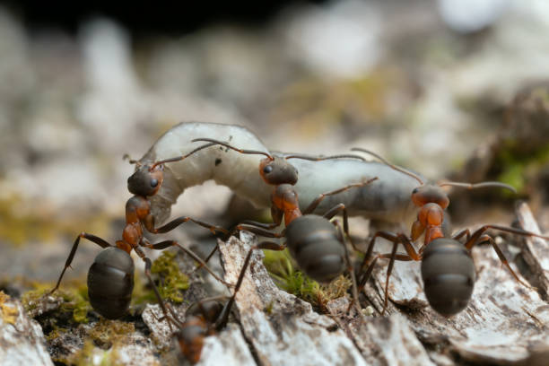 Wood ants transporting larva stock photo