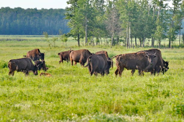 Wood Bison at Elk Island National Park stock photo
