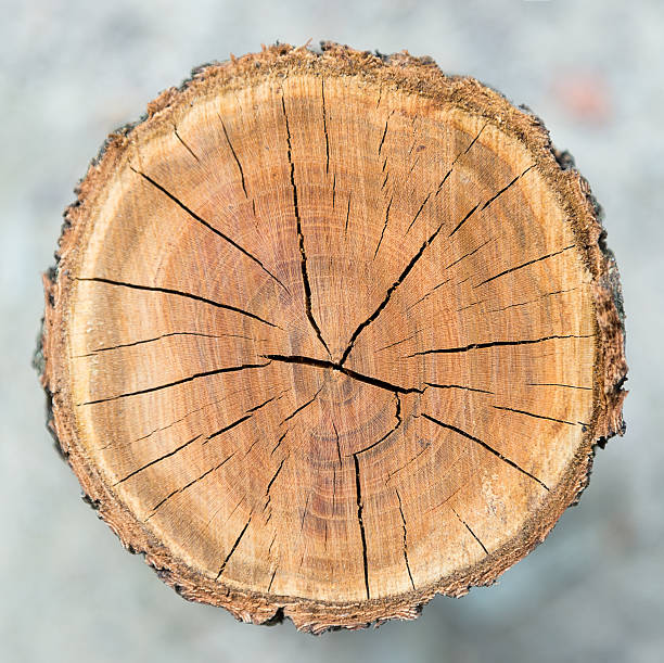 Wood circle texture stock photo
