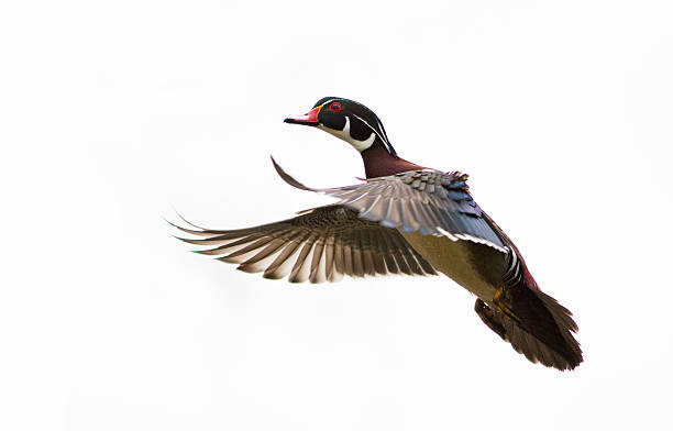 Wood duck drake in flight Male wood duck (Aix sponsa) isolated on white background drake stock pictures, royalty-free photos & images