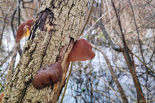 Auricularia auricula-judae, known most commonly as Jew's ear or (black) wood ear (alternatively, black fungus, jelly ear, or by a number of other common names), is a species of edible Auriculariales fungus found worldwide.