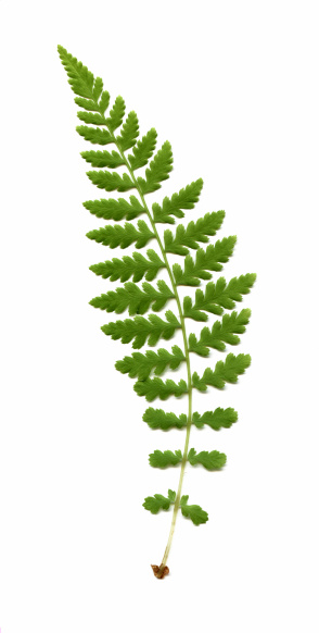Wood fern frond, 