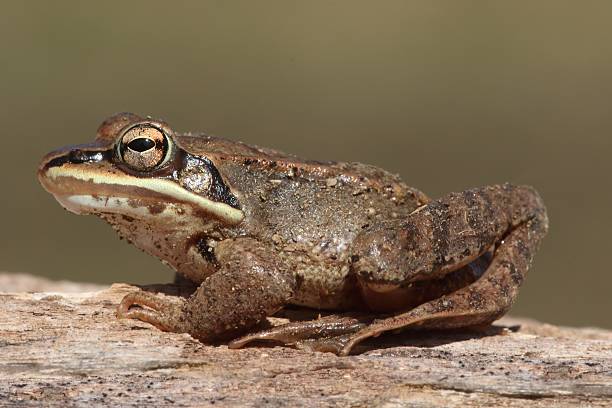 Wood Frog (Rana sylvatica) stock photo