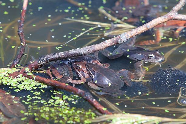 Wood Frogs Breeding stock photo