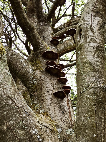 Wood fungus tree bracket plant in nature at park in glasgow Scotland england uk