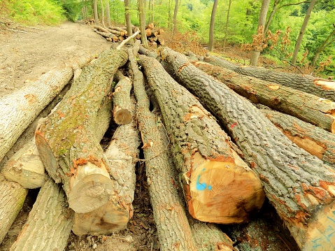 Wood logs in deciduous forest after wood exploitation