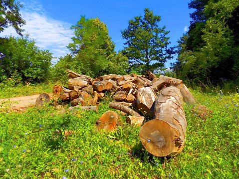 Wood logs on meadow near deciduous forest after wood exploitation