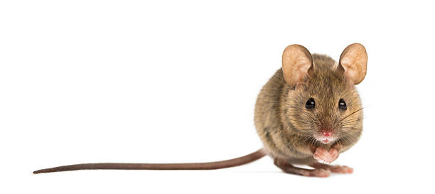 Wood mouse in front of a white background Wood mouse in front of a white background mouse animal photos stock pictures, royalty-free photos & images