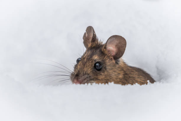 Wood mouse stock photo