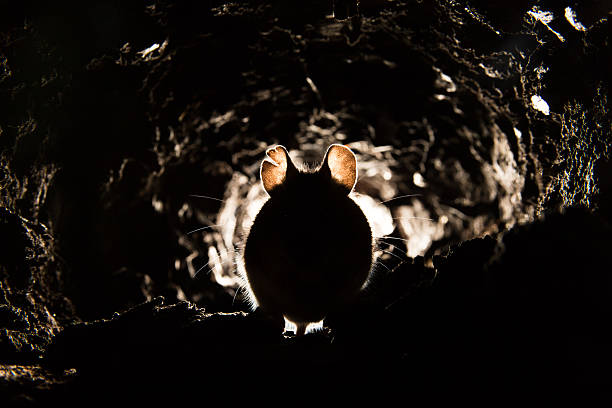 Wood Mouse (Apodemus sylvaticus) stock photo