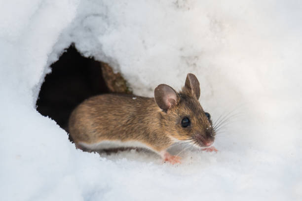 Wood mouse stock photo