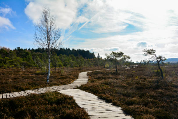 houten pad door de zwarte bog moor in de rhön, beieren, duitsland, in de herfst - focus un focus stockfoto's en -beelden