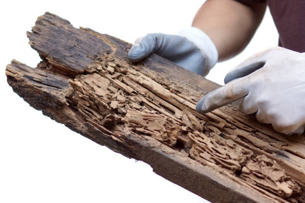 A wood plank destroyed by termites stock photo