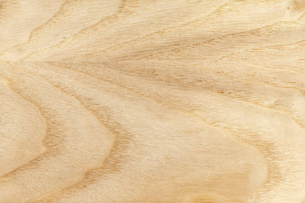 wood texture white ash stock photo